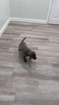 Labrador Retriever dogs for sale: Athena - Video 1