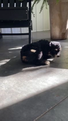 Mini Bernedoodle dogs for sale: Montana - Video 1