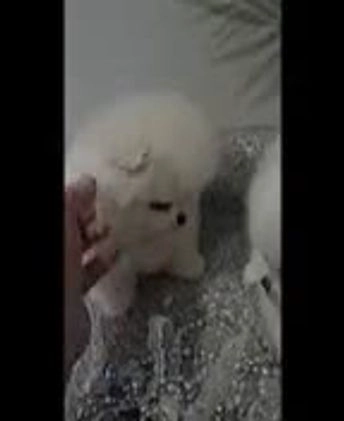 Pomeranian dogs for sale: Tiny Snow Fairy - Video 2