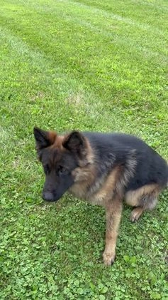 German Shepherd dogs for sale: German Shepherd Puppy 5 - Video 2