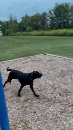 Mixed Breed dogs for sale: Mixed Breed Puppy 1 - Video 1