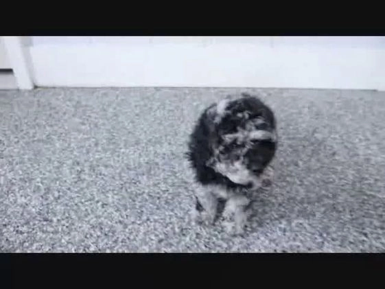 Mini Goldendoodle dogs for sale: Valentine - Video 1