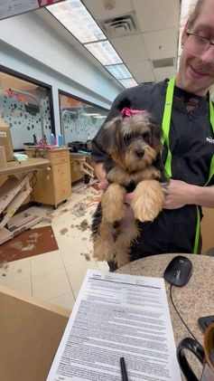 Yorkiepoo dogs for sale: Chloe  - Video 2