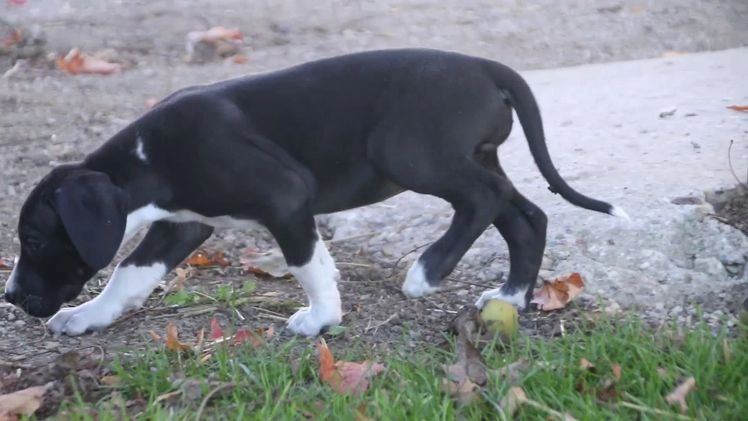 Great Dane dogs for sale: Lilah - Video 1