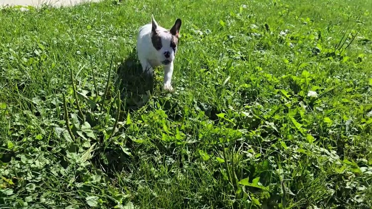 French Bulldog dogs for sale: Duncan - Video 1