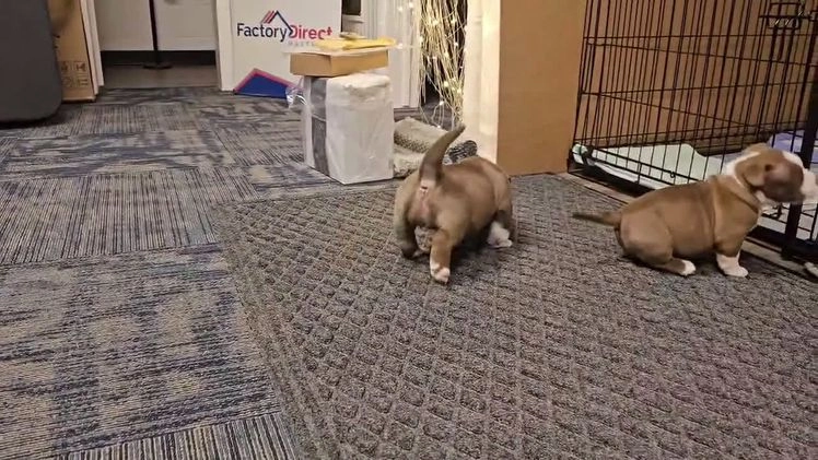 American Bully dogs for sale: American Bully Puppy 1 - Video 1