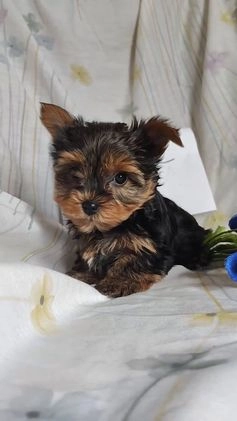 Yorkshire Terrier dogs for sale: Angel - Video 1