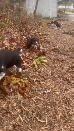 Beagle dogs for sale: Curly - Video 1