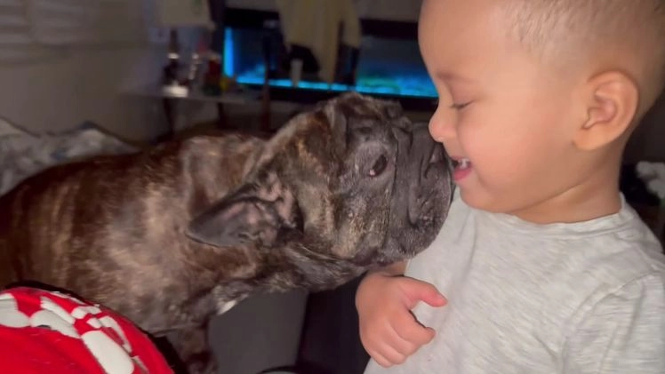 French Bulldog dogs for sale: Reeses  - Video 1