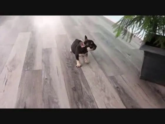 French Bulldog dogs for sale: Jasper - Video 1