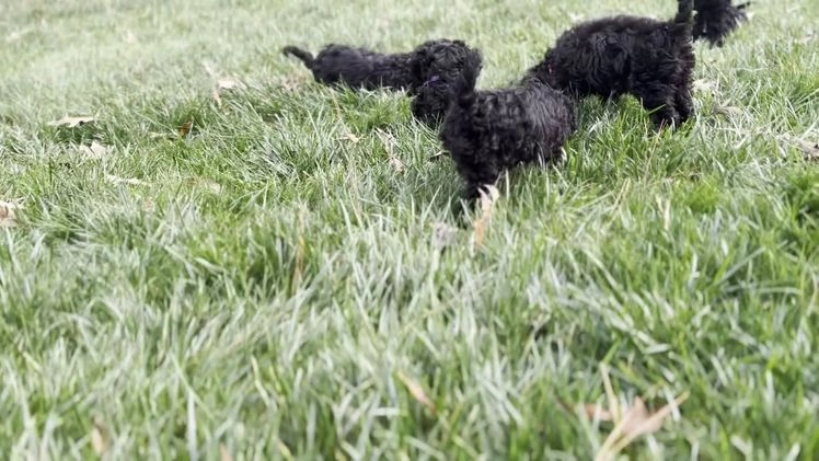 Cockapoo dogs for sale: Amber - Video 2