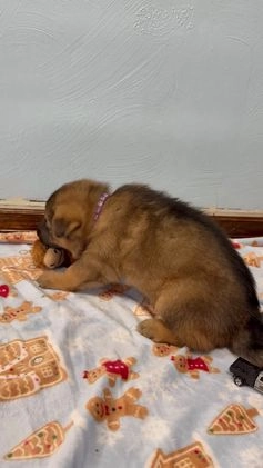 German Shepherd dogs for sale: Luna - Video 1