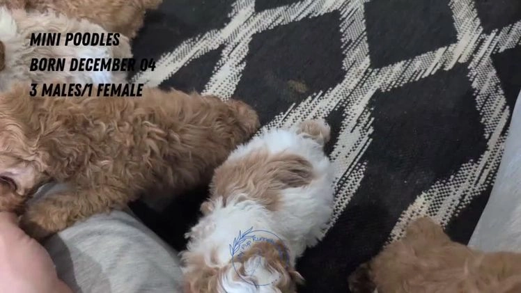 Miniature Poodle dogs for sale: Ziggy - Video 2
