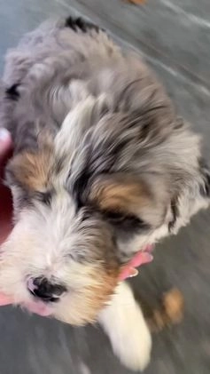 Mini Bernedoodle dogs for sale: Montana - Video 5