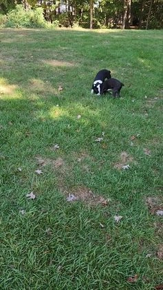 Boston Terrier dogs for sale: Chocolate - Video 1