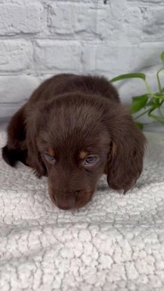 Miniature Dachshund dogs for sale: Drew - Video 1