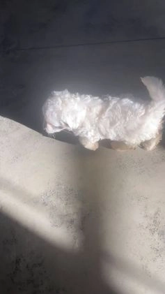 Mini Aussiedoodle dogs for sale: Gianna - Video 4