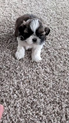 Shih Tzu dogs for sale: Turbo - Video 1