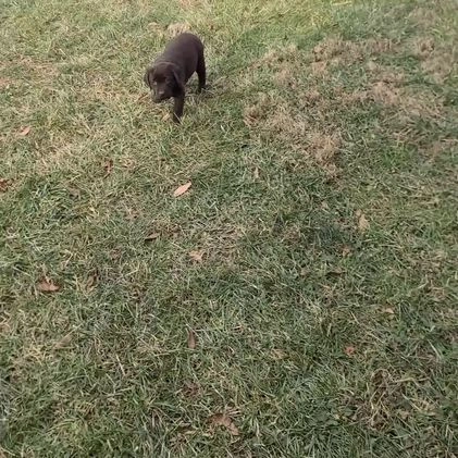 Labrador Retriever dogs for sale: Nugget - Video 1