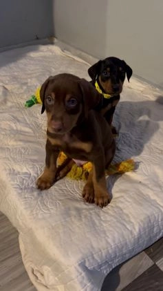 Doberman Pinscher dogs for sale: Doberman Pinscher Puppy 2 - Video 1
