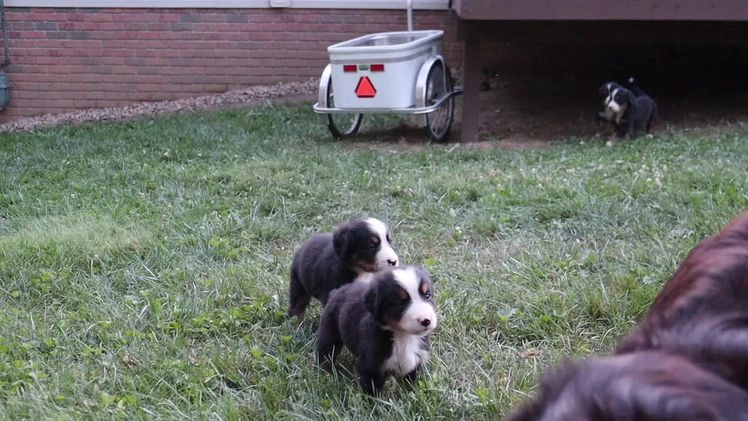 Bernese Mountain Dog dogs for sale: Jenny - Video 1