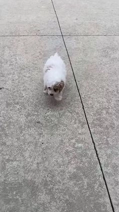 Miniature Poodle dogs for sale: Teddy - Video 9