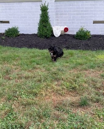 Cavapoo dogs for sale: Maverick - Video 1