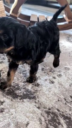 Cavapoo dogs for sale: Ace - Video 1