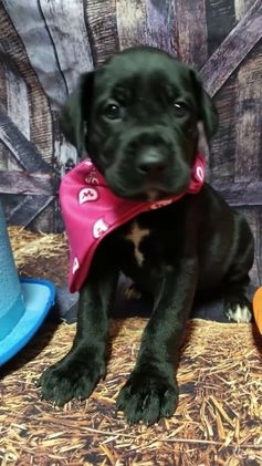 Great Dane dogs for sale: Mantis - Video 1