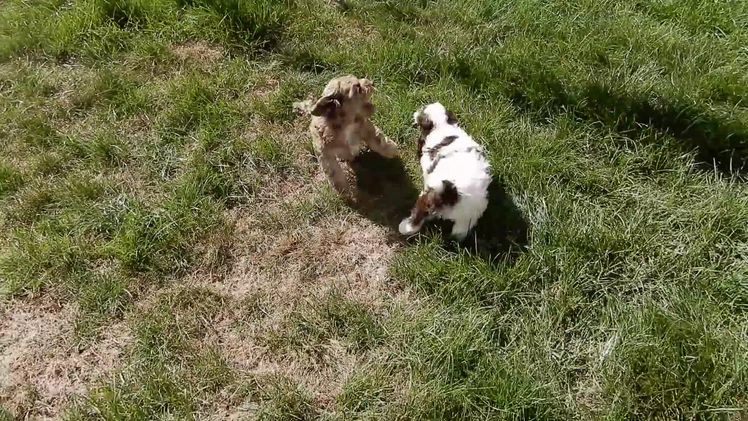 Cockapoo dogs for sale: Ricco - Video 1