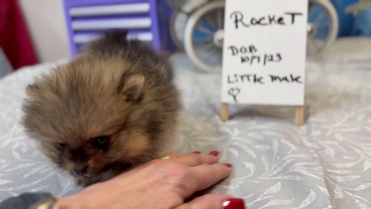 Pomeranian dogs for sale: Tiny ROCKET MAN - Video 1
