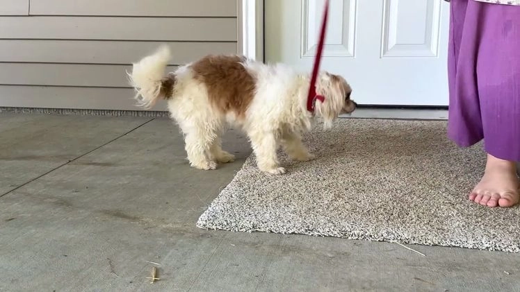 Shih Tzu dogs for sale: Jude - Video 2