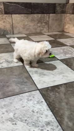 Maltese dogs for sale: Angel - Video 1