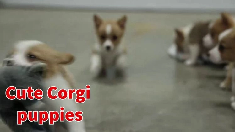 Welsh Corgi Pembroke dogs for sale: Duke - Video 1