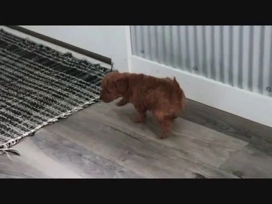 Miniature Poodle dogs for sale: Bronson - Video 1