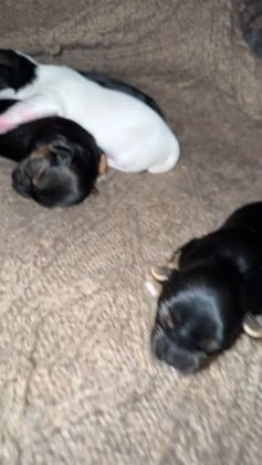 Mixed Breed dogs for sale: Angus - Video 2