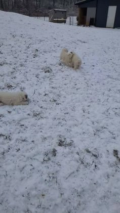 Great Pyrenees dogs for sale: Casper - Video 3
