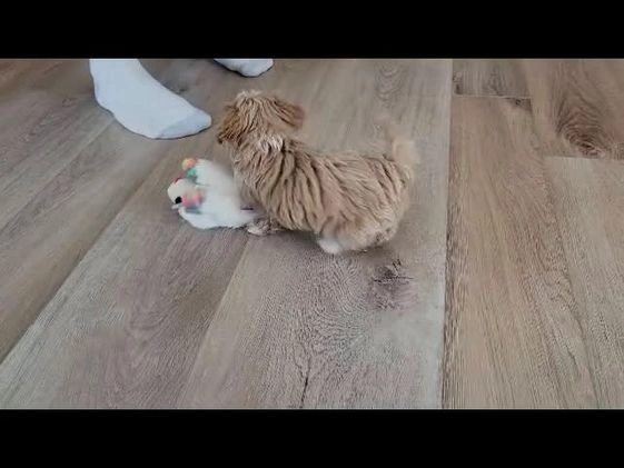 Maltipoo dogs for sale: Finn - Video 1