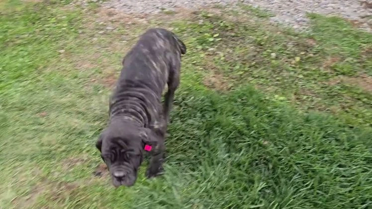 Mixed Breed dogs for sale: Stella - Video 1