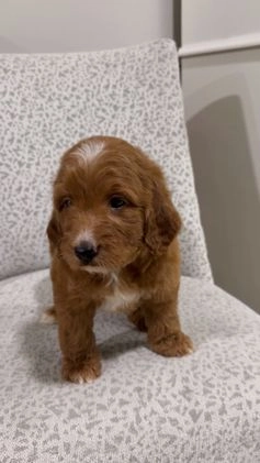 Goldendoodle dogs for sale: Piper - Video 2