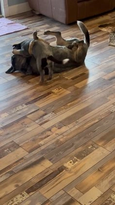 Australian Cattle Dog dogs for sale: Australian Cattle Dog Puppy 1 - Video 2