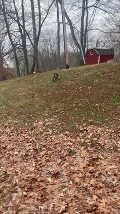 German Shorthaired Pointer dogs for sale: German Shorthaired Pointer Puppy 1 - Video 1