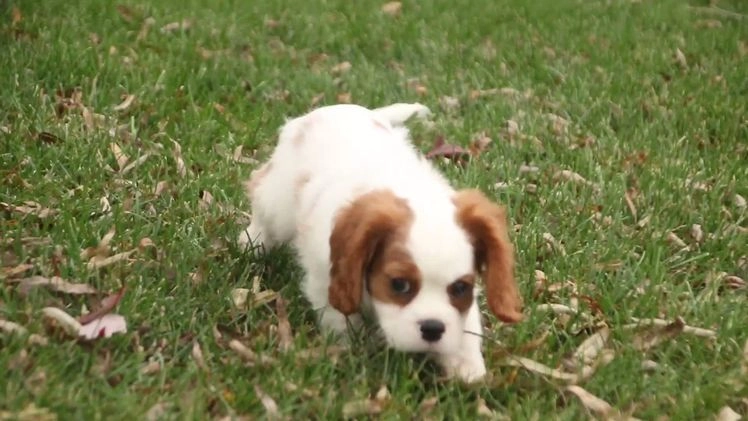 Cavalier King Charles Spaniel dogs for sale: Cody - Video 1