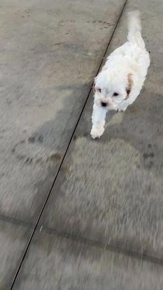 Cavapoo dogs for sale: Jenna - Video 1