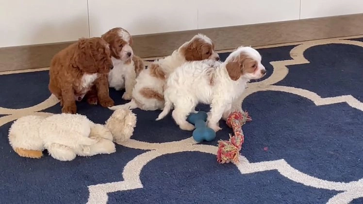 Cavapoo dogs for sale: Mr. Lenny - Video 1