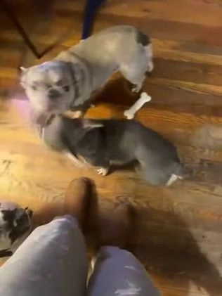 French Bulldog dogs for sale: Dexter - Video 6