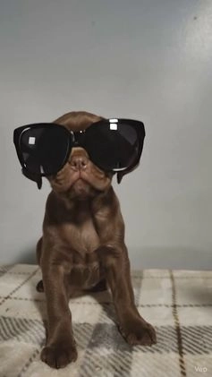 Labrador Retriever dogs for sale: Labrador Retriever Puppy 5 - Video 1