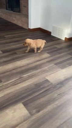 Golden Retriever dogs for sale: Moe - Video 1