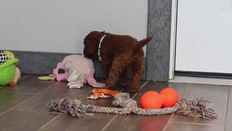 Mixed Breed dogs for sale: Gordon – Male (M7928) - Video 1