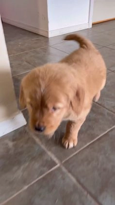 Golden Retriever dogs for sale: Duke - Video 1